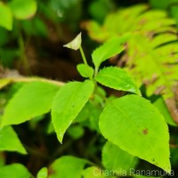 Impatiens thwaitesii Hook.f. ex Grey-Wilson